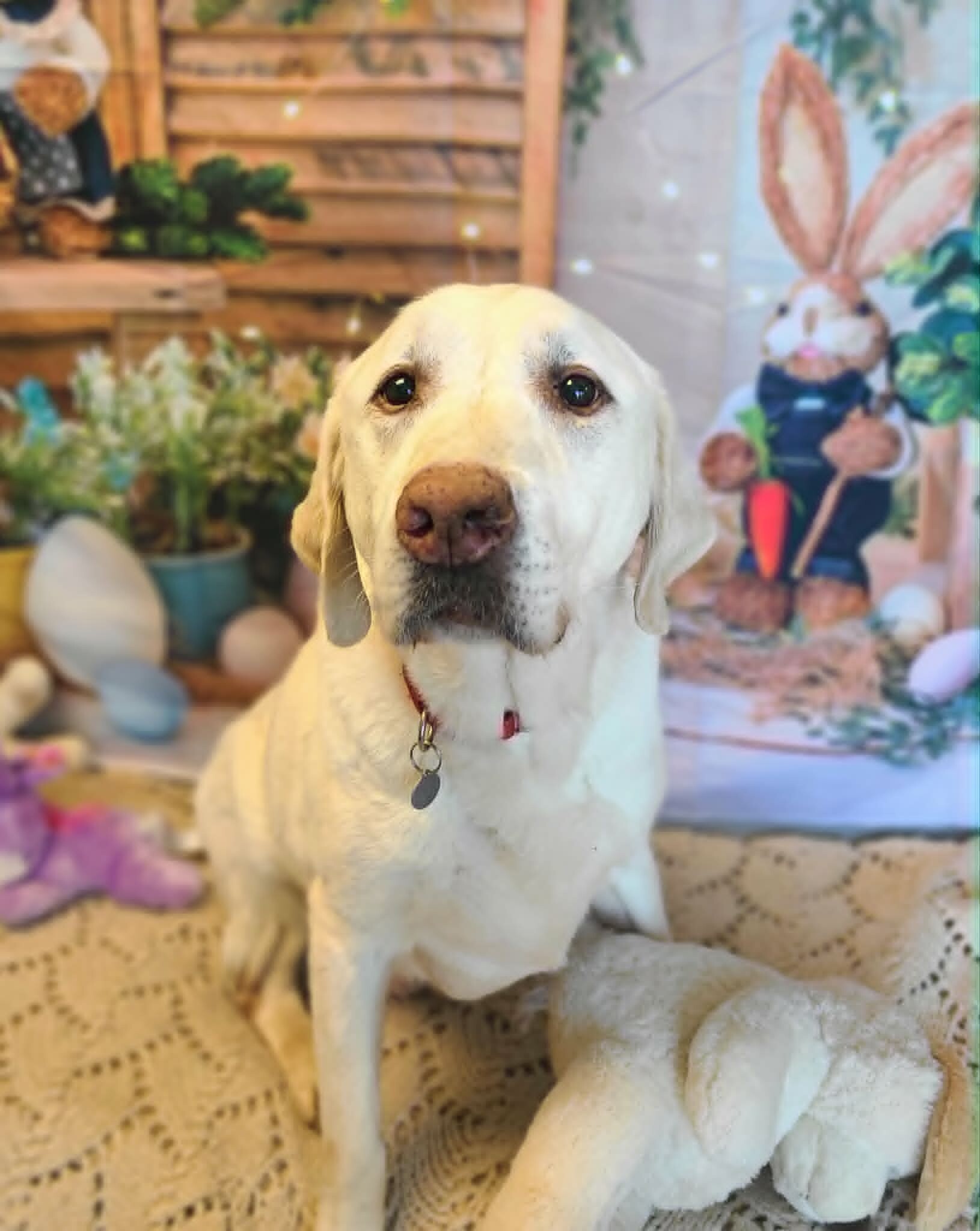 Picture of the Animal Listed